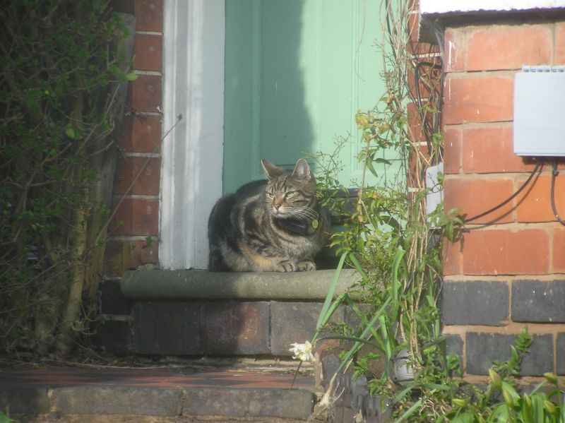 Cat in the sun outside a house